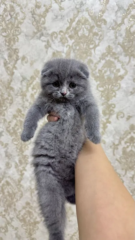 Scottish fold tozza qon