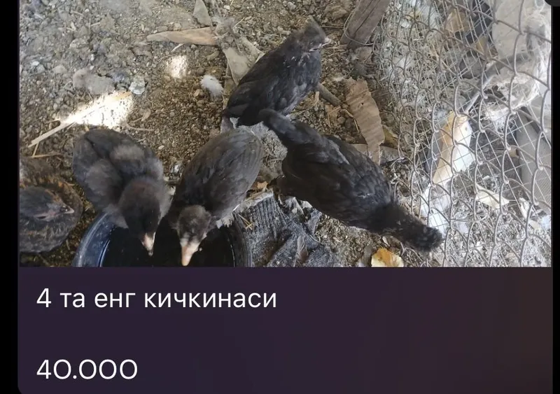 Yapon Jojalar Sotiladi Япон Жужа 7 Yapon Jojalar Sotiladi Япон Жужа 7