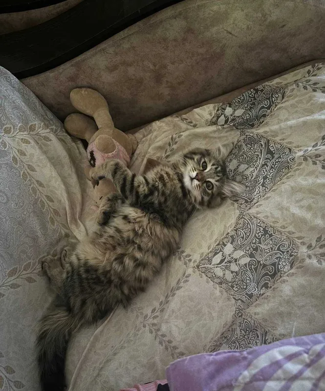 Котята, доброму сердцу и в теплый дом. — фото 2 Котята, доброму сердцу и в теплый дом. — фото 2