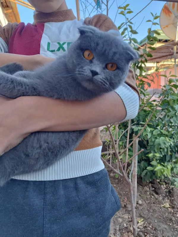 Шотланский скоттиш фолд ва страйт мушуклар сотилади, буйдок хаммаси — фото 1