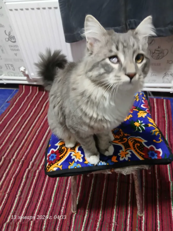 Кот Кеша на вязку 1 Кот Кеша на вязку 1
