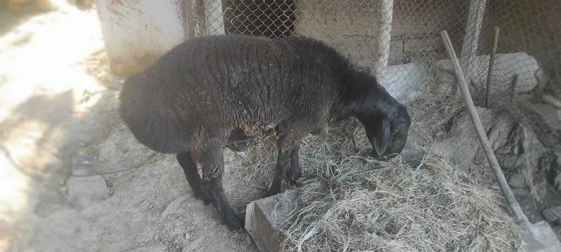 Qochqor sotiladi 8 Qochqor sotiladi 8