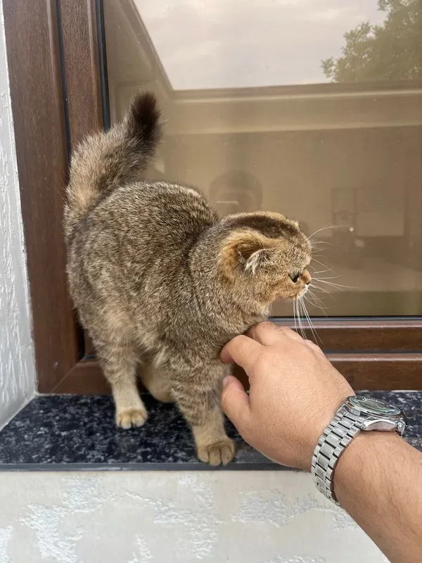 Zotdor mushuk sotiladi 3 Zotdor mushuk sotiladi 3