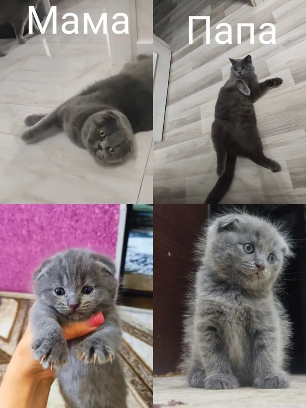 Котята чистокровный британский скоттиш фолд 1 Котята чистокровный британский скоттиш фолд 1