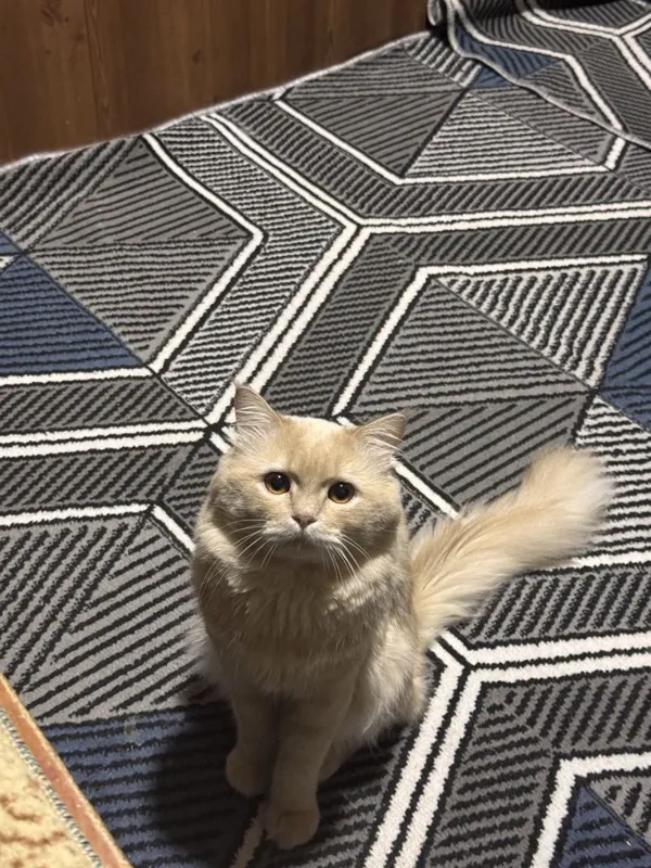 Отдаю кота в хорошие руки даром Scottish highland straight 4 Отдаю кота в хорошие руки даром Scottish highland straight 4