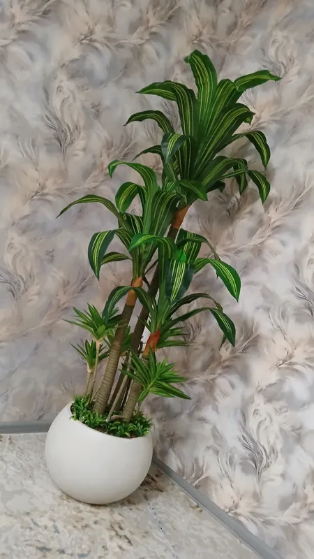 Drasena daraxti Drasena daraxti