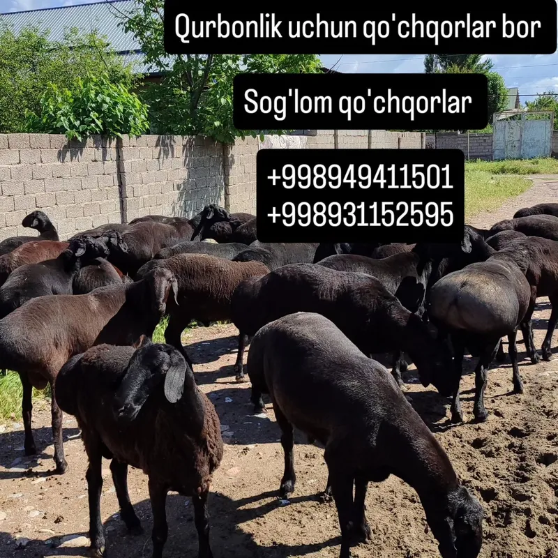 Qo'chqorlar sotiladi Toza go'shtiga 155 000 d