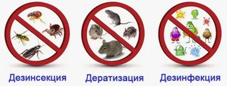 Dezinfeksiya. Дезинфекция хизмат. Xashorotlarni yoq qilish xizmati — фото 3