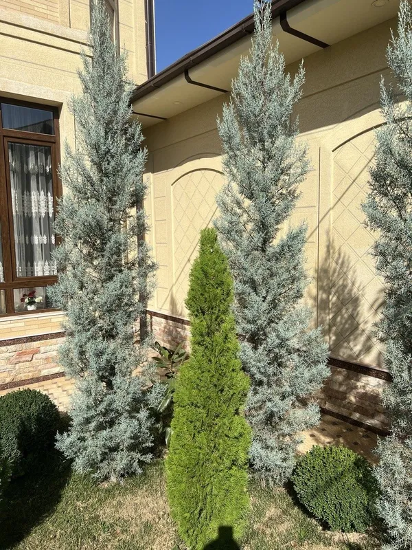 Кипарис Аризонский Италия привазной. Буйи-340см. Нархи-150$. — фото 1