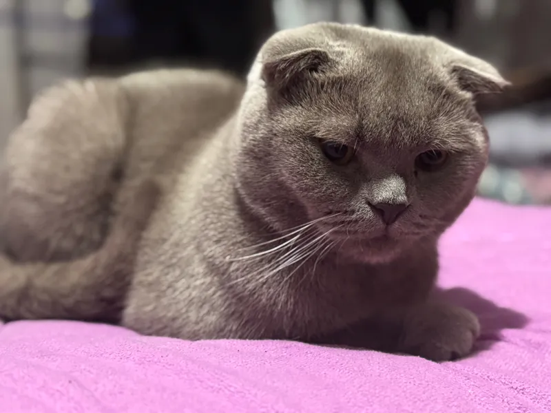 Шотландский вислоухий кот на вязку. Шотландский вислоухий кот на вязку.