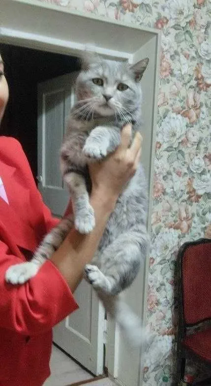 Шикарный покладистый кот пристраивается в добрые руки