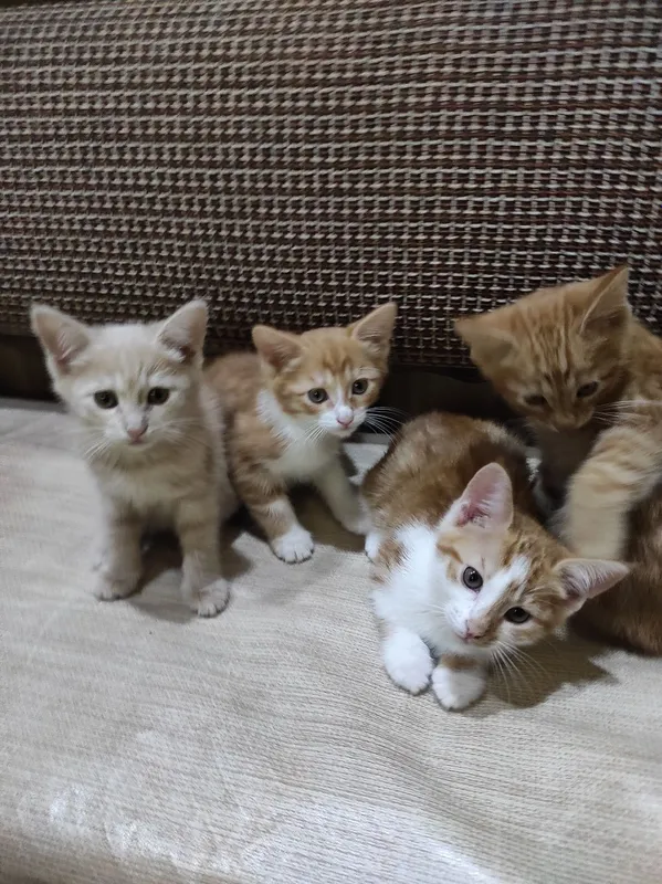 Очаровательные котята ищут любящий дом! — фото 2