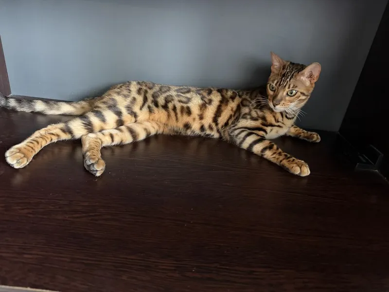 Бенгальский кот чистокровный