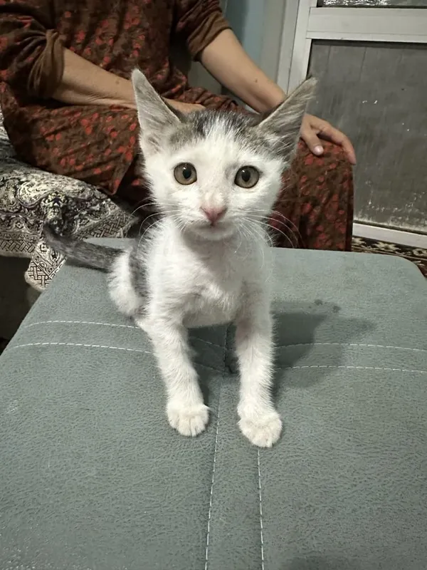 Mushuk hadyaga beriladi 3 Mushuk hadyaga beriladi 3