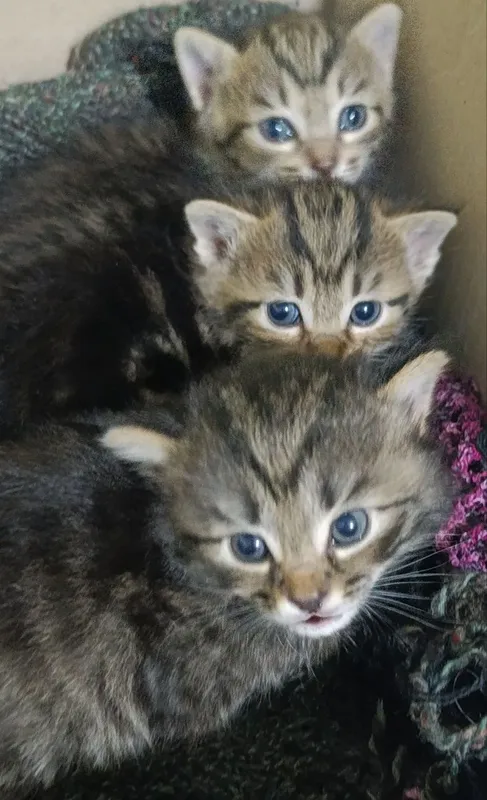 Смешанные котёнки( с бенгал )- отдам даром в добрые руки! Малышу 1 мес