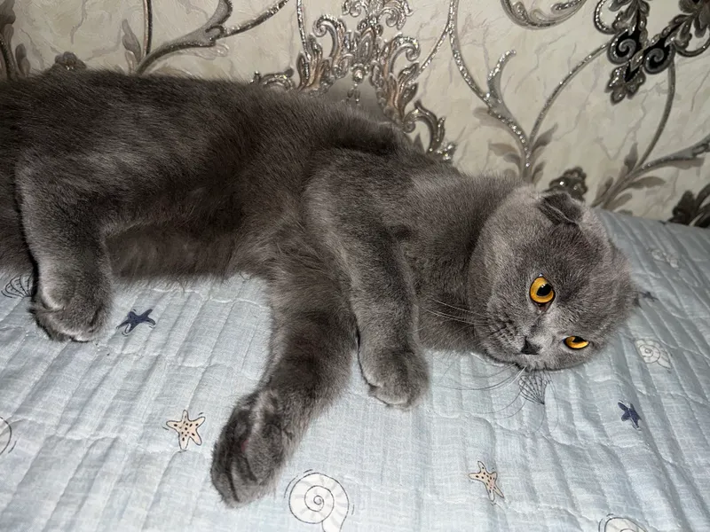 Scottish Fold urg‘ochi mushuk sotiladi 5 Scottish Fold urg‘ochi mushuk sotiladi 5