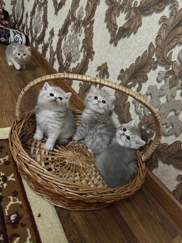 Продаётся породистые котята