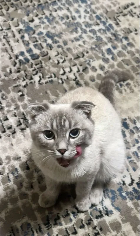 Отдам кота веслоуху голубоглазого