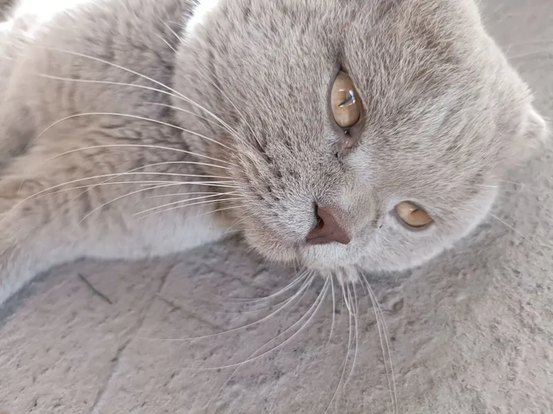 Scottish Fold erkak