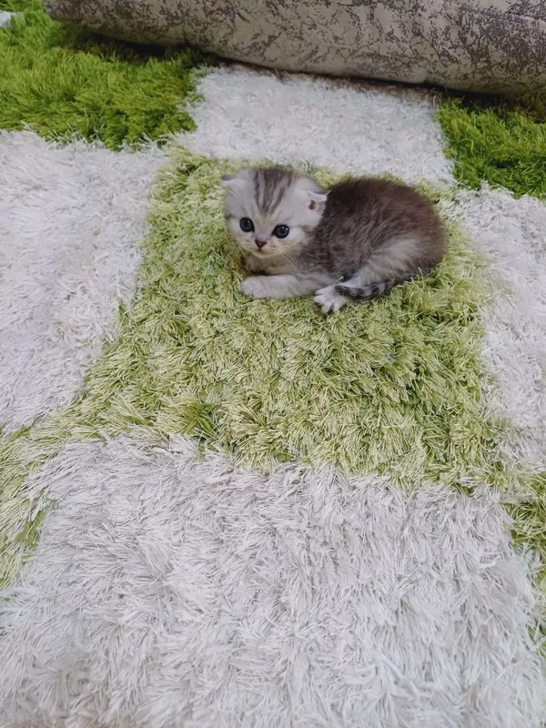 Продаются британские котята — фото 1