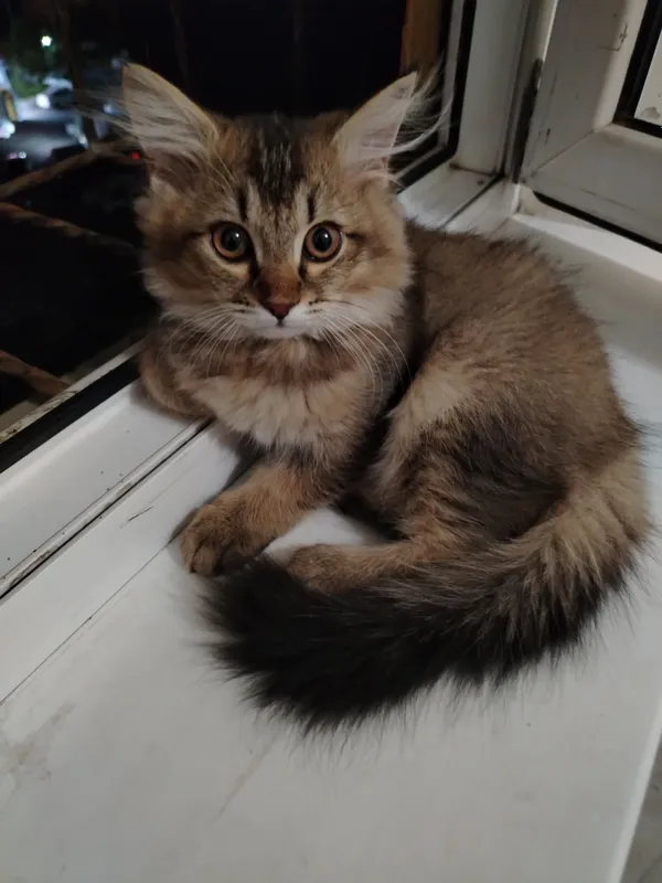 Продаётся котёнок 1 Продаётся котёнок 1