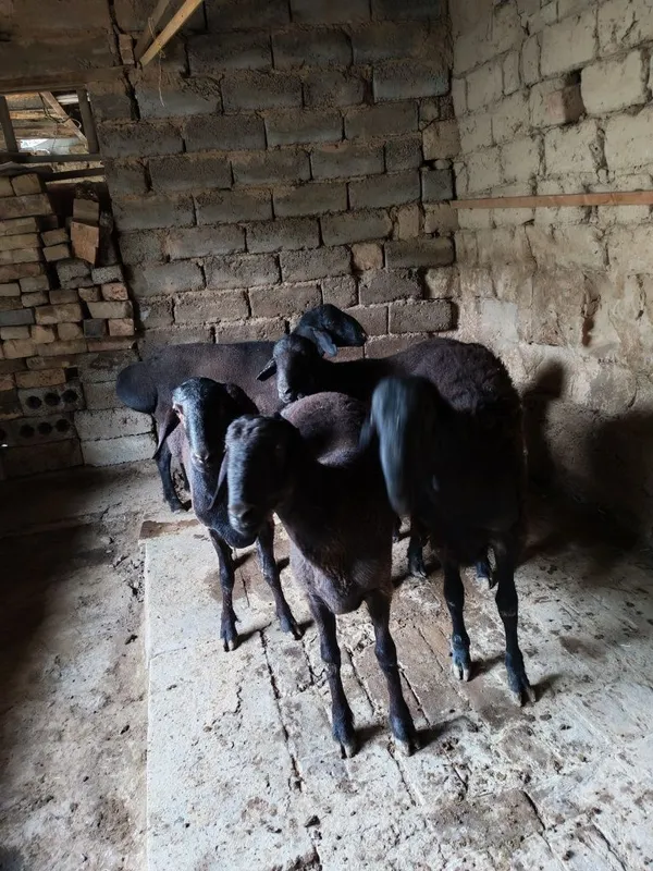 Assalomu alekum qo'chqorlar sotilad sog'lom boqilgan uyida — фото 7