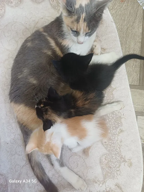 Отдам котят бесплатно — фото 1