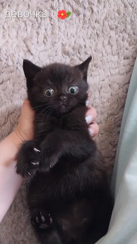 котята пародистые — фото 1