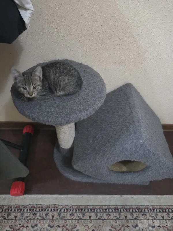 Котята, 2 месяца, бесплатно 4 Котята, 2 месяца, бесплатно 4