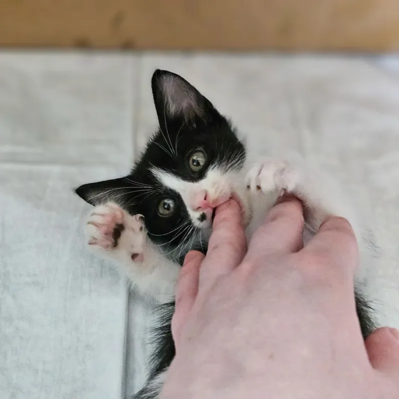 Котята в поисках дома , Ташкент !!! — фото 7