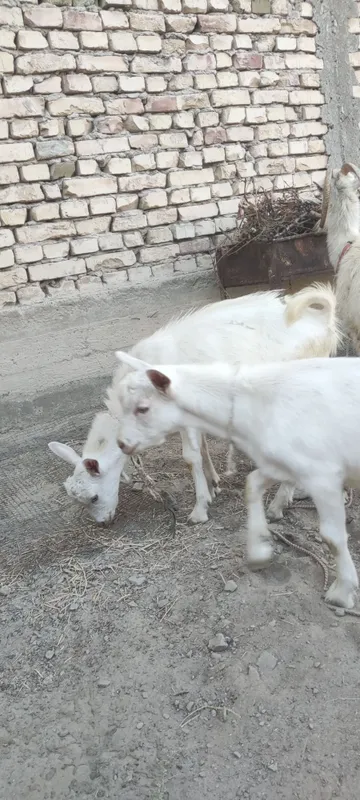 Zotli zanin takachalar sotiladi 5