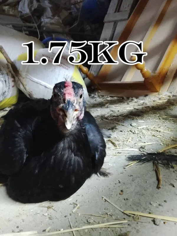 1ta xoroz va 9ta tovuq sotiladi 4 1ta xoroz va 9ta tovuq sotiladi 4