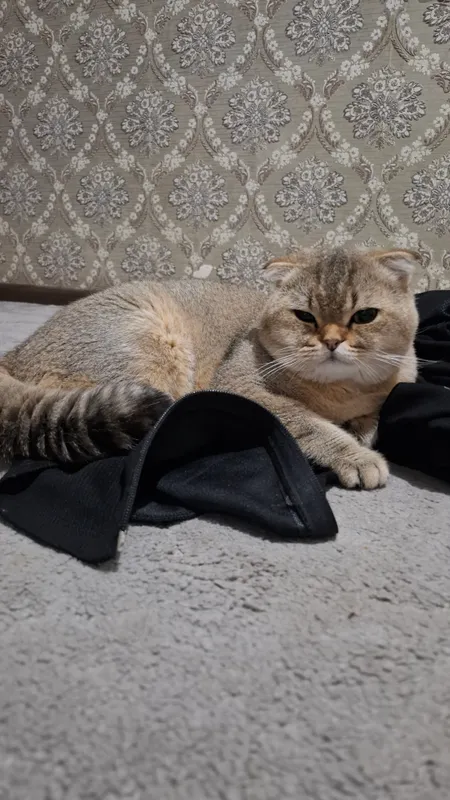 Скоттиш-чиншилла 3 Скоттиш-чиншилла 3