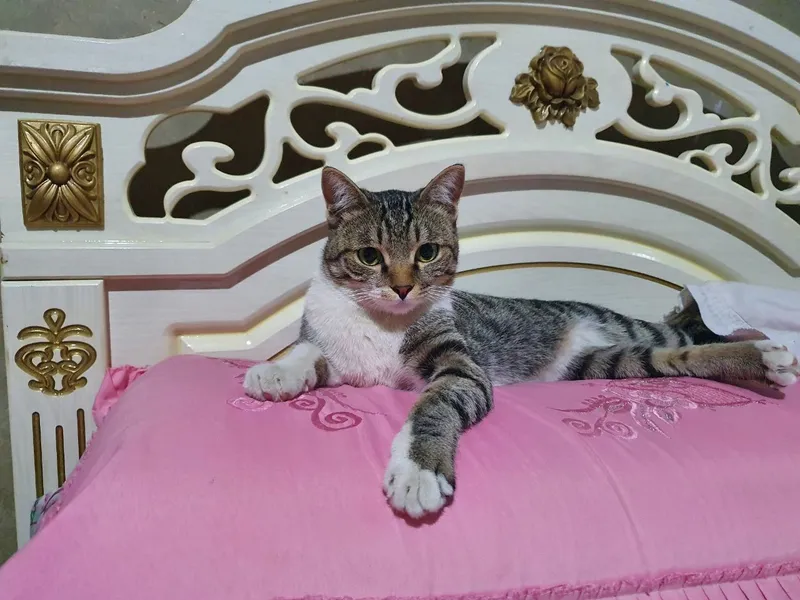 Котята с добрыми сердцами, полными любви 3 Котята с добрыми сердцами, полными любви 3