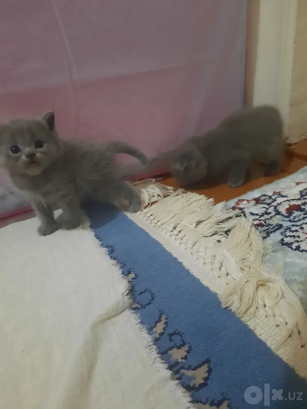 Mushukchalar sotiladi: o‘g‘il va qiz, 1 oylik 3 Mushukchalar sotiladi: o‘g‘il va qiz, 1 oylik 3