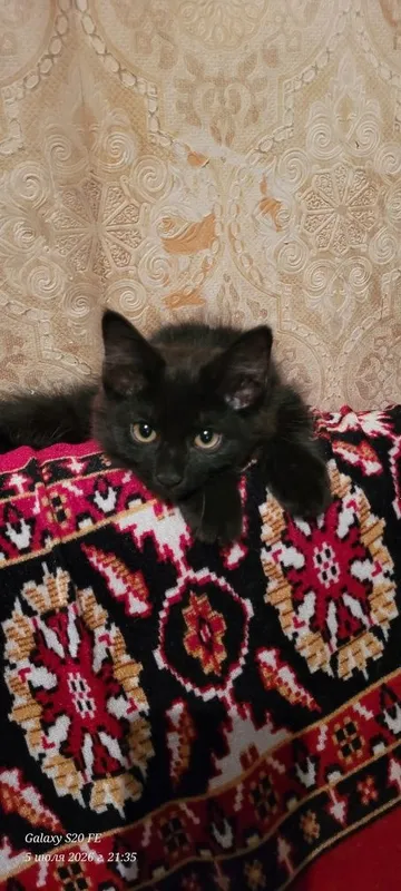 скоттиш хайланд фолд 6