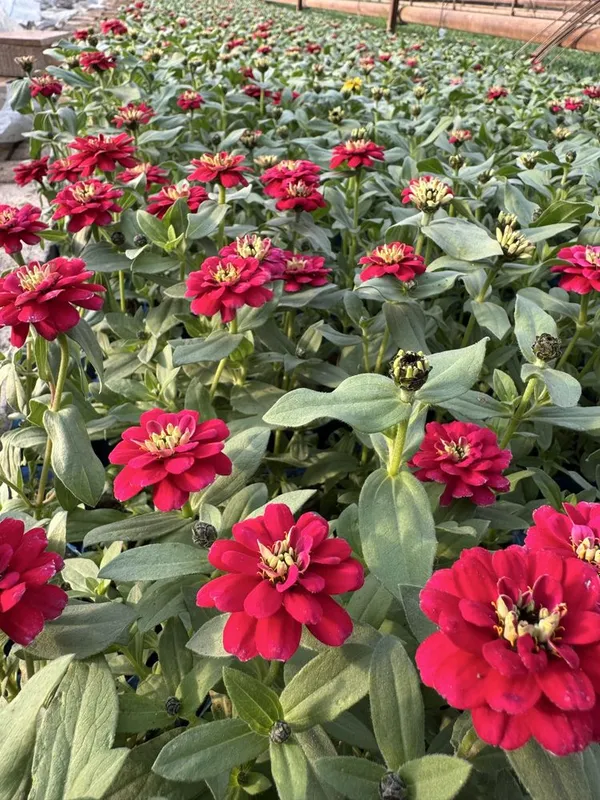 Tages, Shafran, Bananza, Salviya, Petuniya, Gultojixo’roz, Gansaliya — фото 3