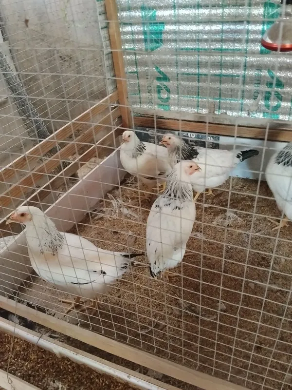 Sotiladi 5 oyli adlerla 1 Sotiladi 5 oyli adlerla 1