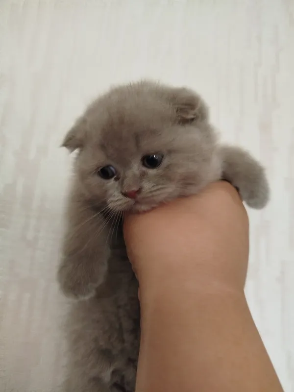 котята малчик и девочка 1.5 месяц