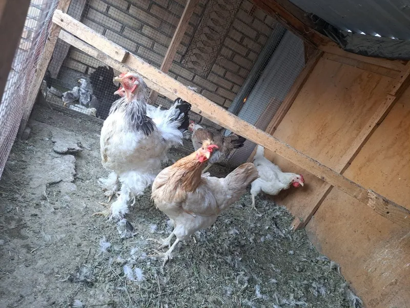 Брама товуклар зотдор 1