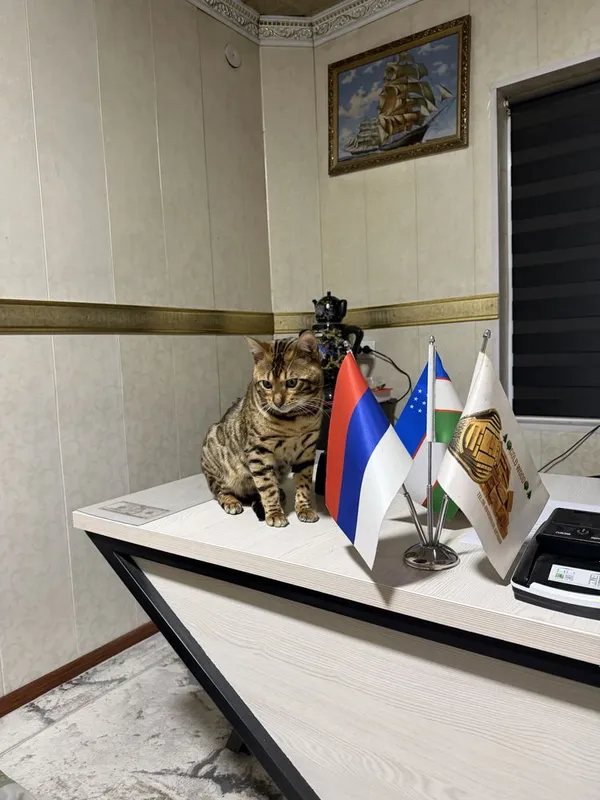 Кот Бенгалский. Паспорт привка имейитса — фото 1