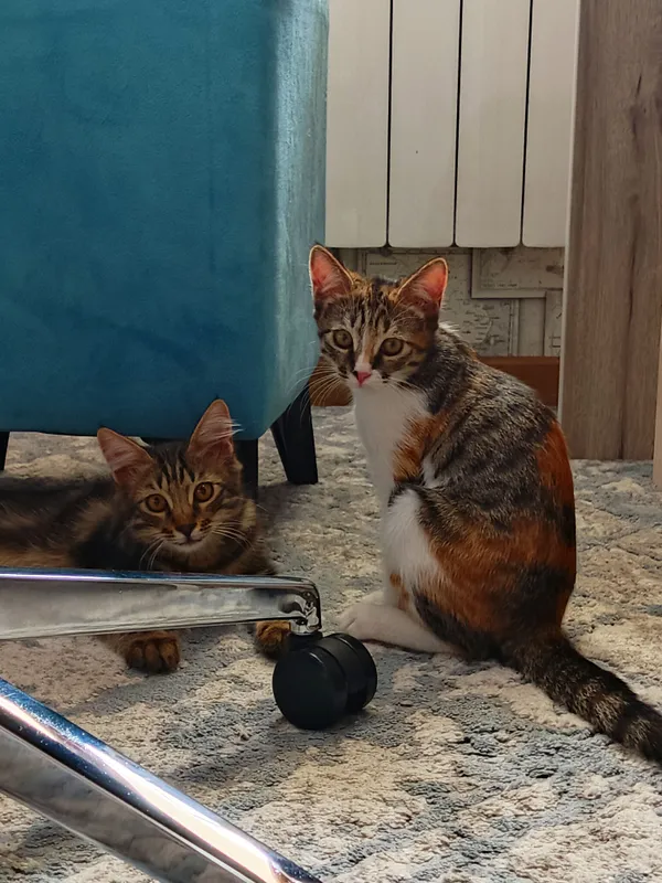 Котята, даром 3 месячные