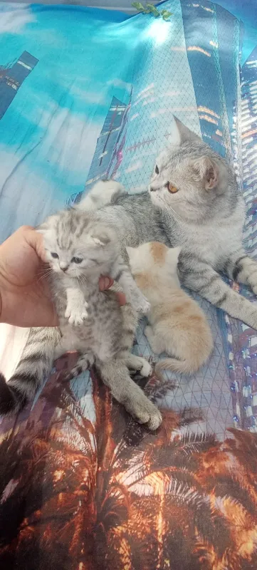 Котята шотландские страйты 4 Котята шотландские страйты 4