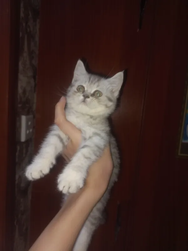 продаю пародистых котят 1