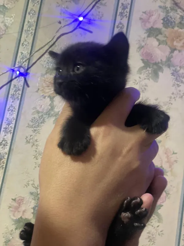 Отдаю котенка в добрые руки 2