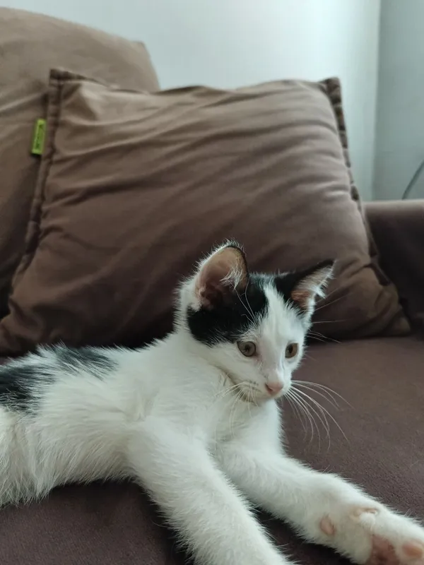 Котята бесплатно — фото 1