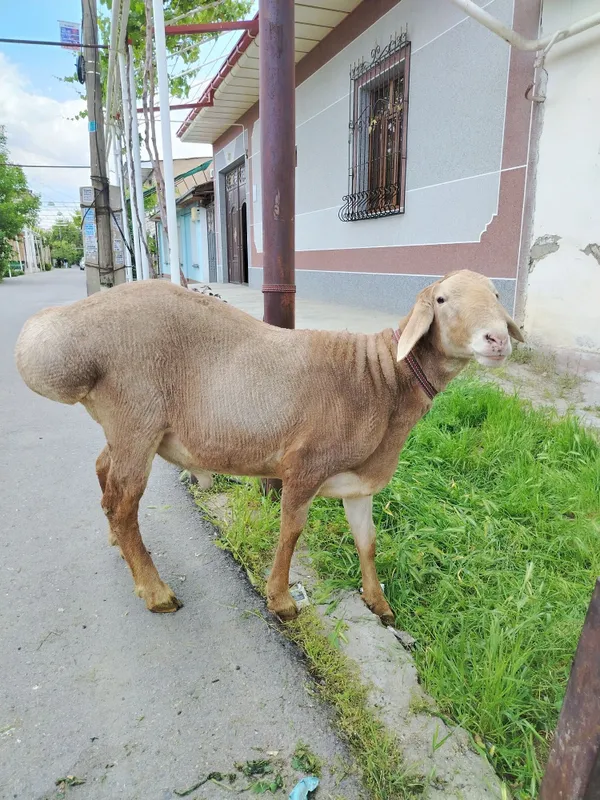 Yaxshi ARAShAN quchqor