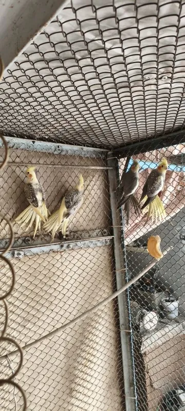 Кореллы молодые 4 месяца 1
