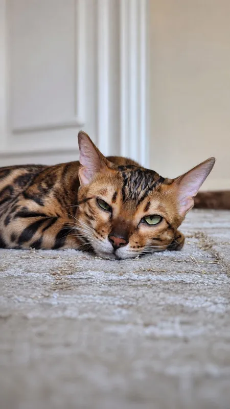 Продаётся бенгальский котят — фото 1