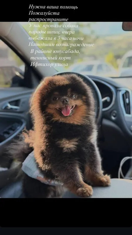 Пропал шпиц.  В районе Юнусобада. Вознаграждение